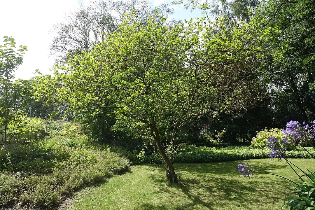 Botanischer Garten der Stadt Neuss