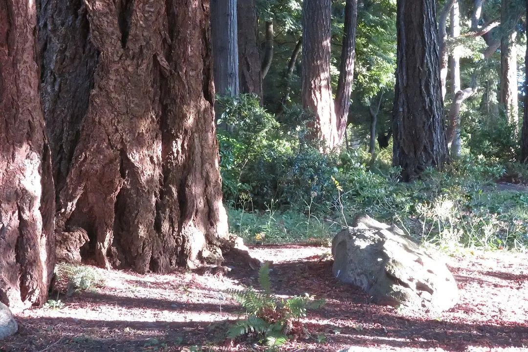 Beacon Hill Park