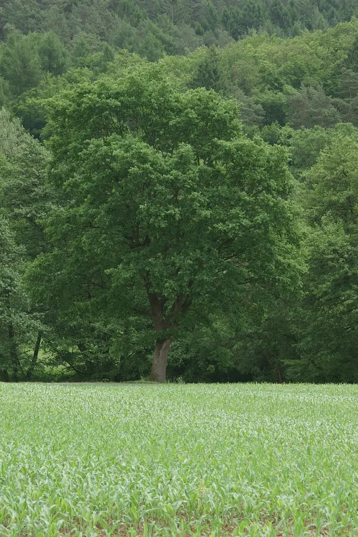 Wattertal bei Landau