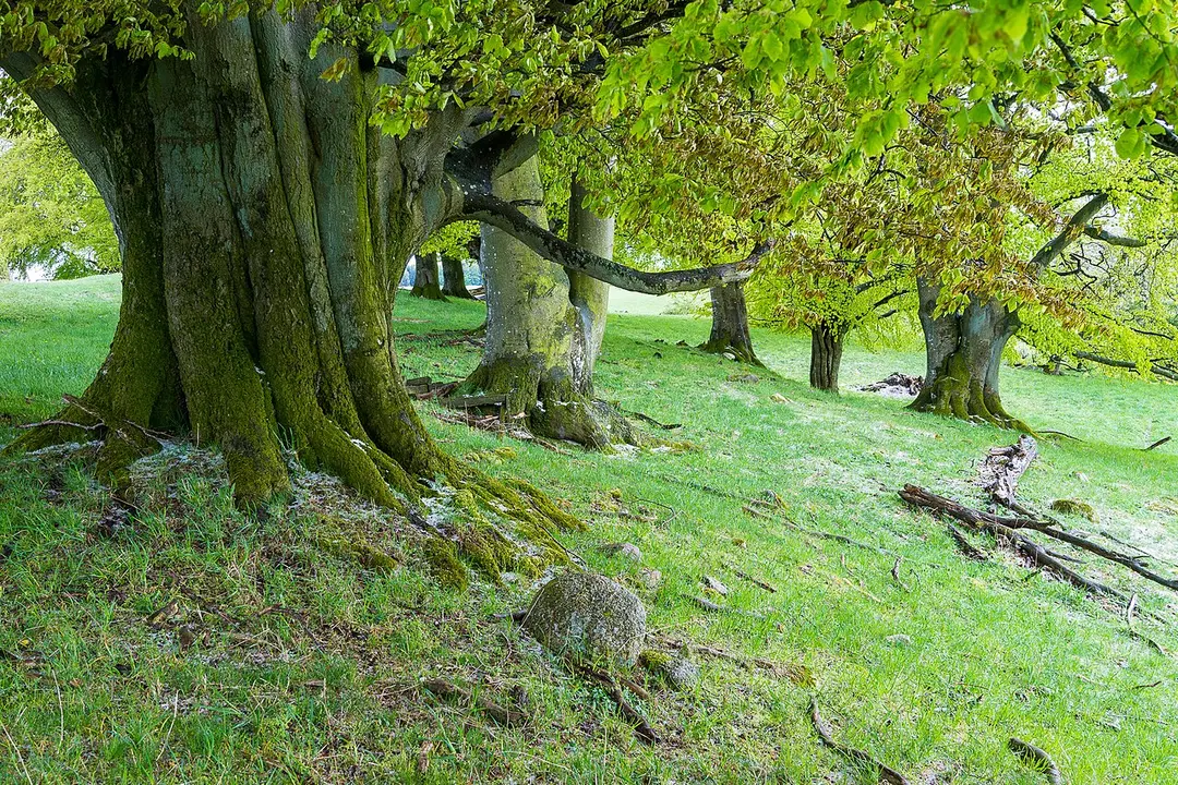 Ållskogs naturreservat