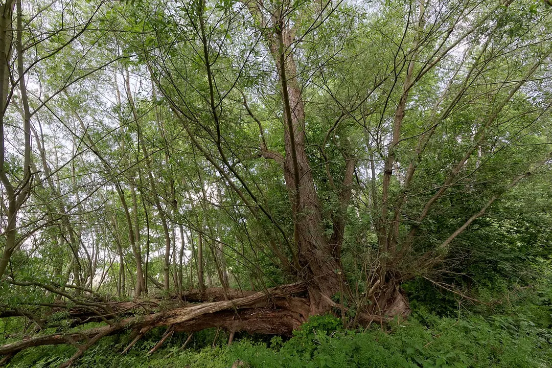 Rodauwiesen bei Rollwald