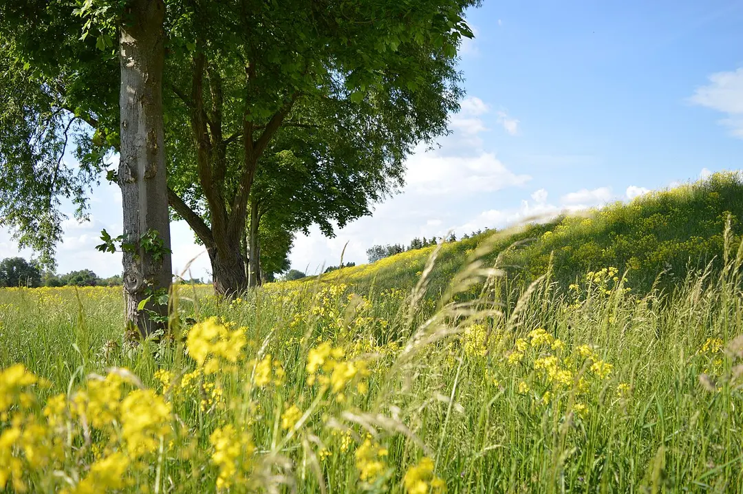 Unterer Neckar: Altneckarschleife-Neckarplatten