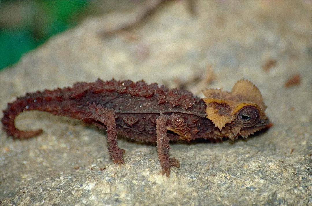 Peyrieras Reptile Reserve