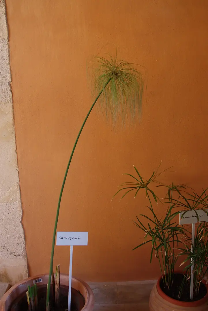 Museo del Papiro Corrado Basile