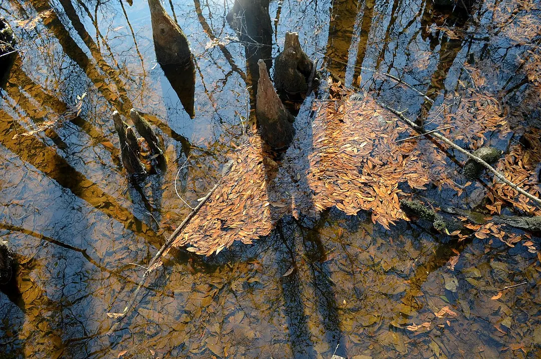 Four Hole Swamp