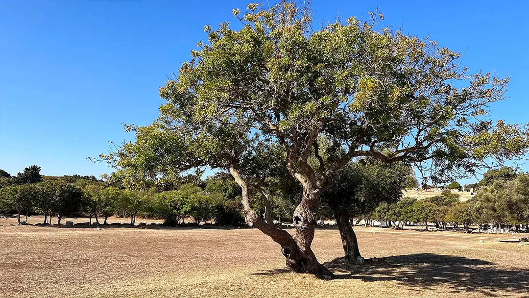 Akropolis von Rhodos