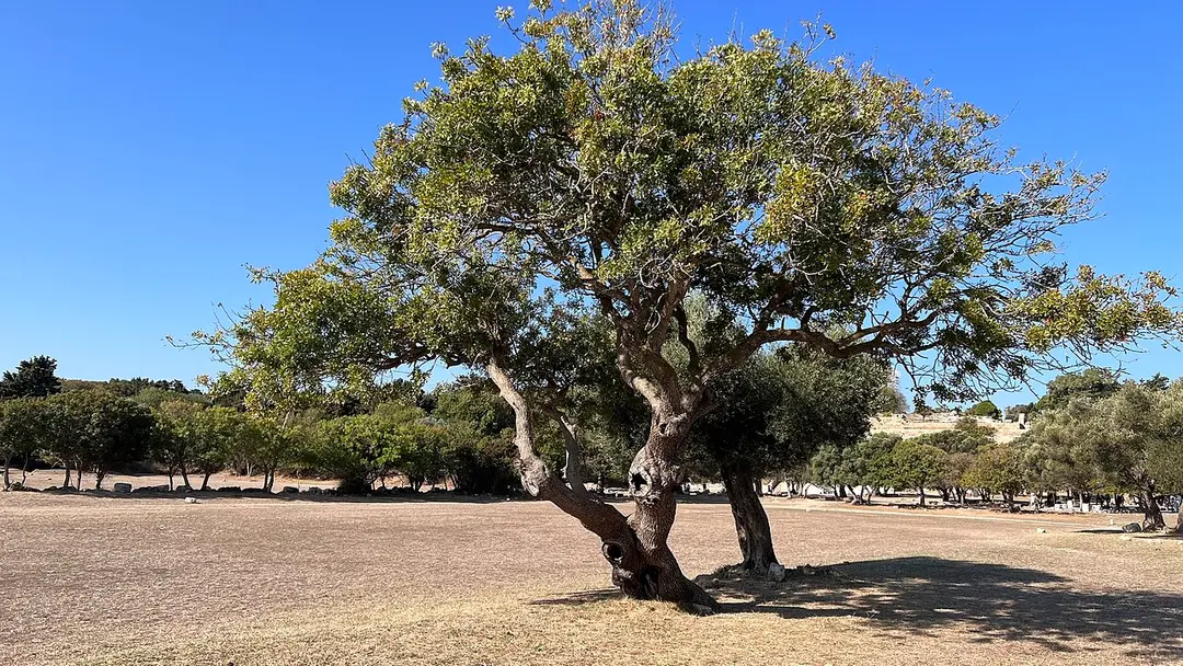 Akropolis von Rhodos