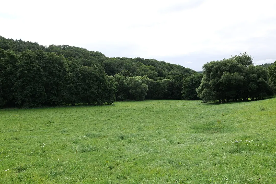 Daisbachwiesen bei Bremthal