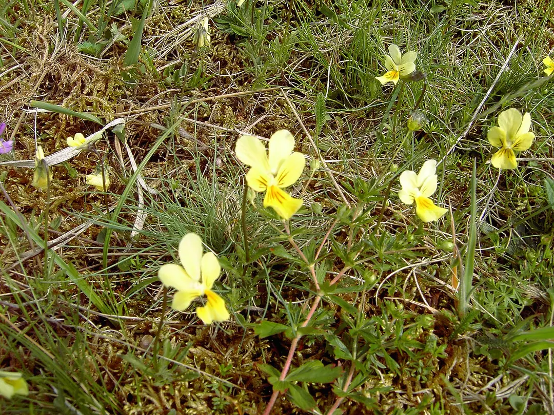 Werther Heide und Napoleonsweg