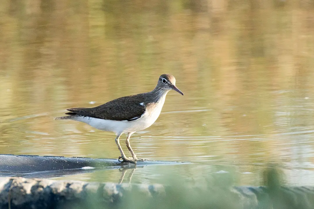 Göksu Delta Natural Protected Area