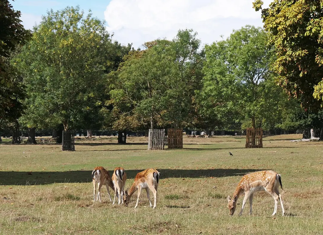 Bushy Park