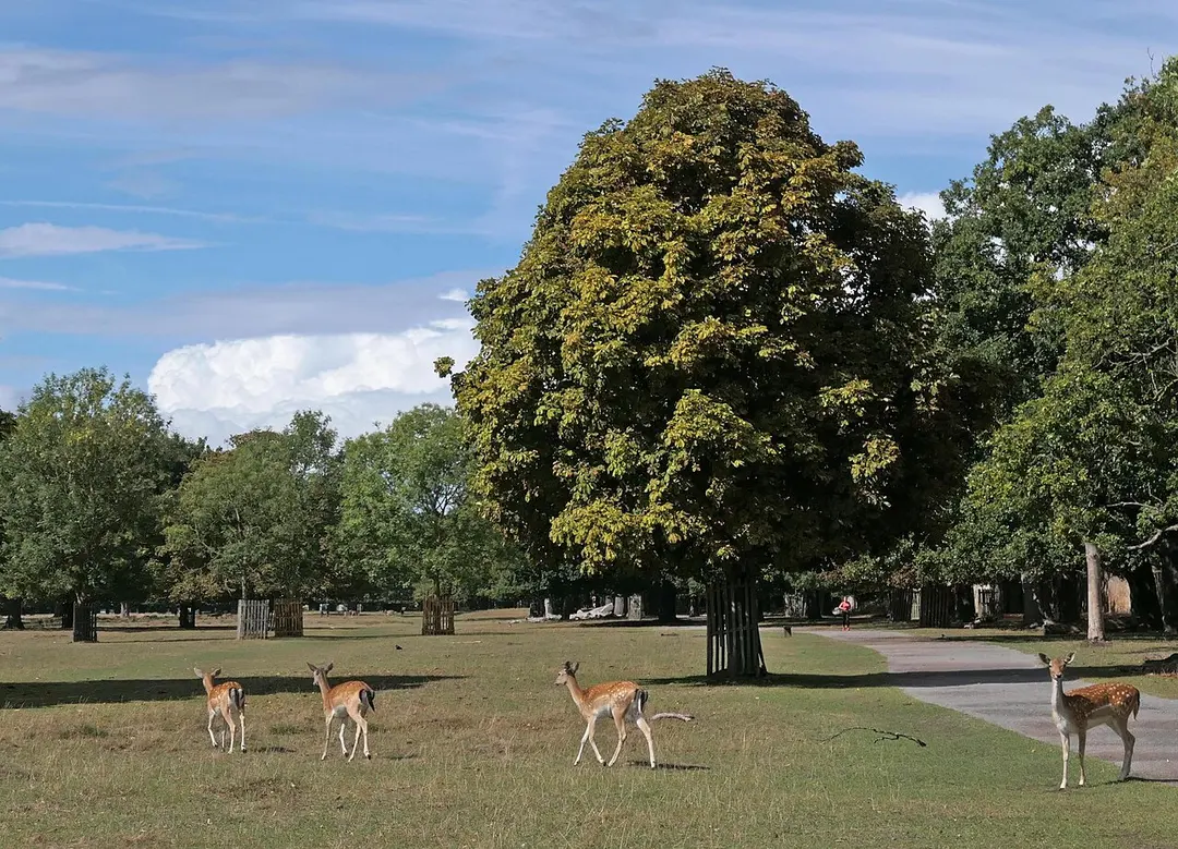 Bushy Park