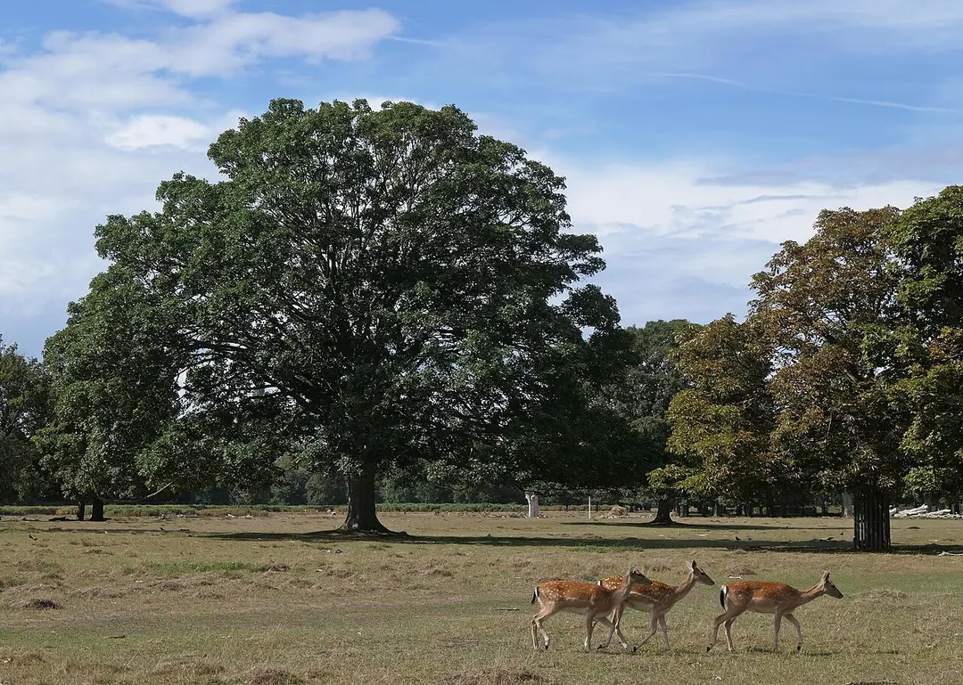 Bushy Park