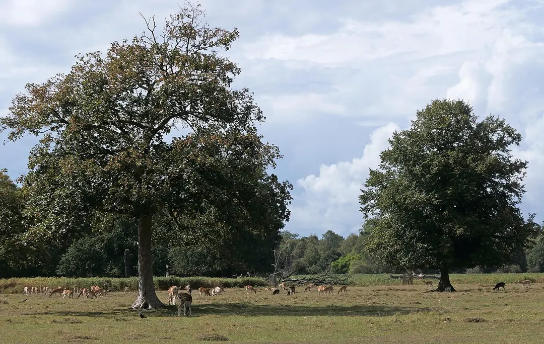 Bushy Park