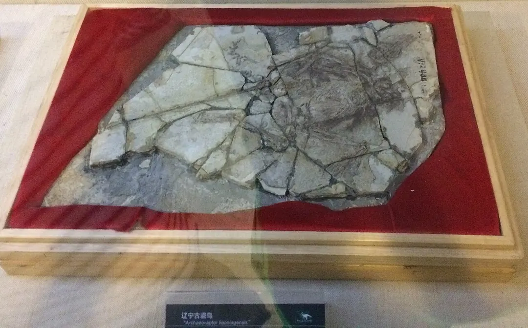 Chinesisches Paläozoologisches Museum