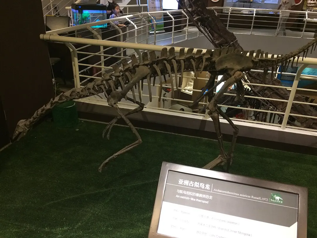 Chinesisches Paläozoologisches Museum