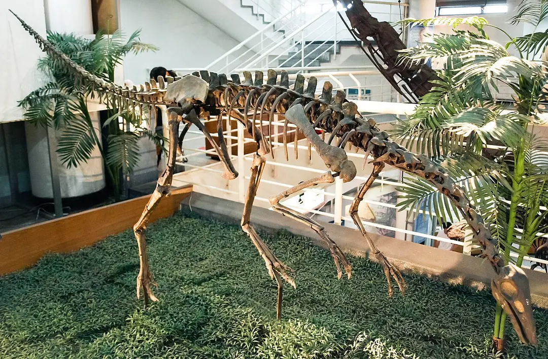Chinesisches Paläozoologisches Museum