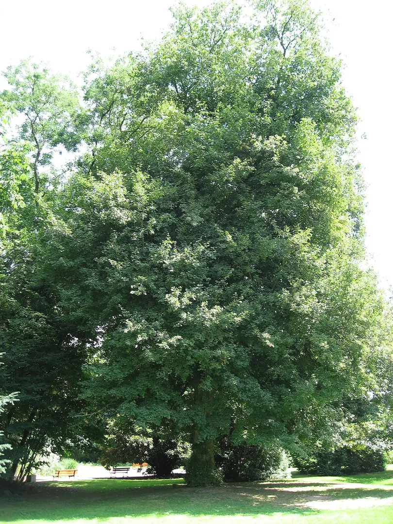 Parc Sainte-Marie
