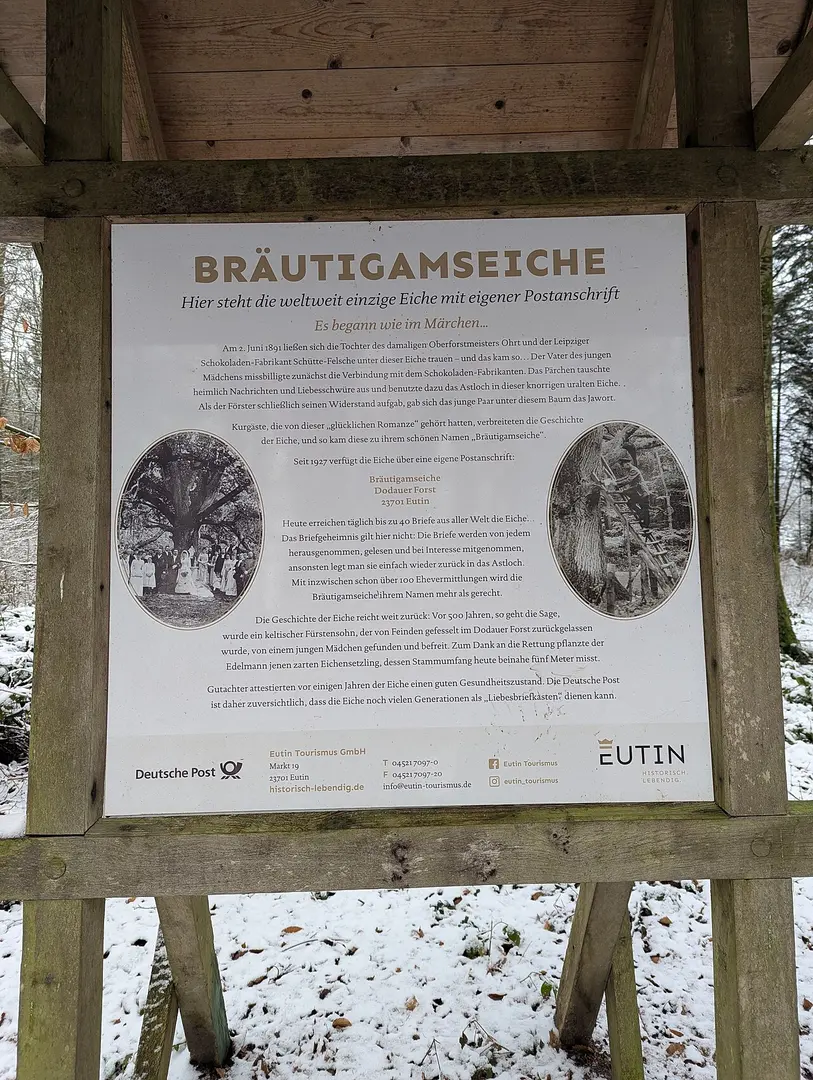 Bräutigamseiche