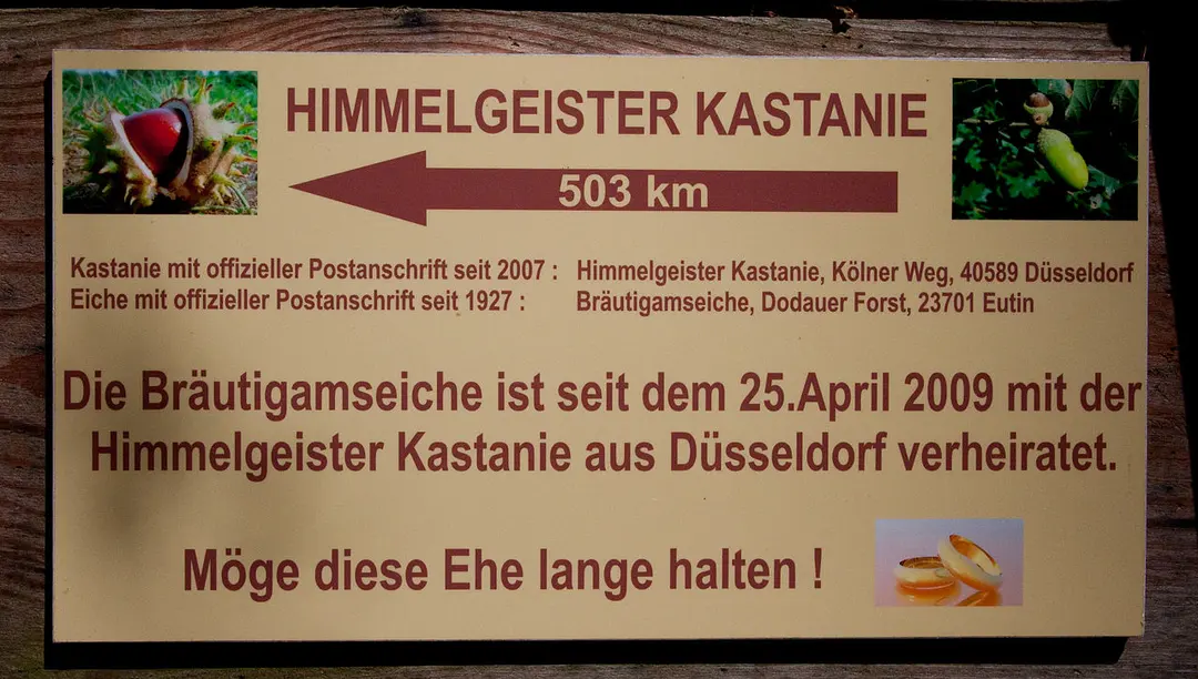 Bräutigamseiche