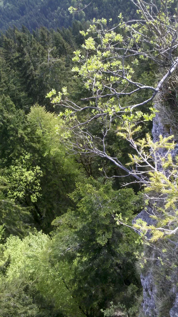 Schwarzwand