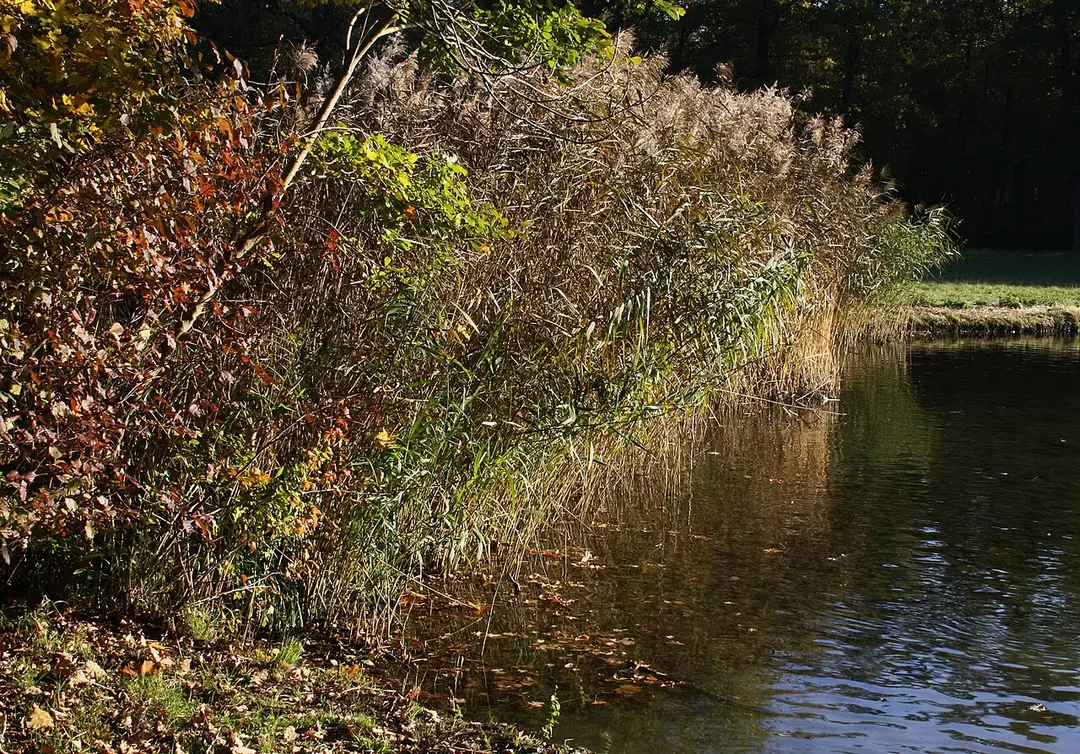Pagodenburger See