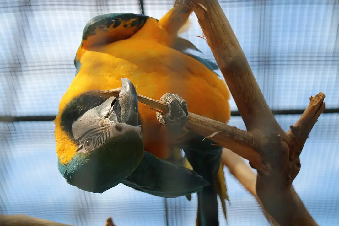 Vogelpark Niendorf