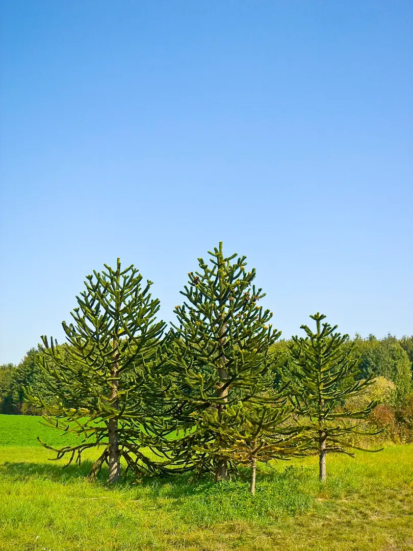 Arboretum Main-Taunus