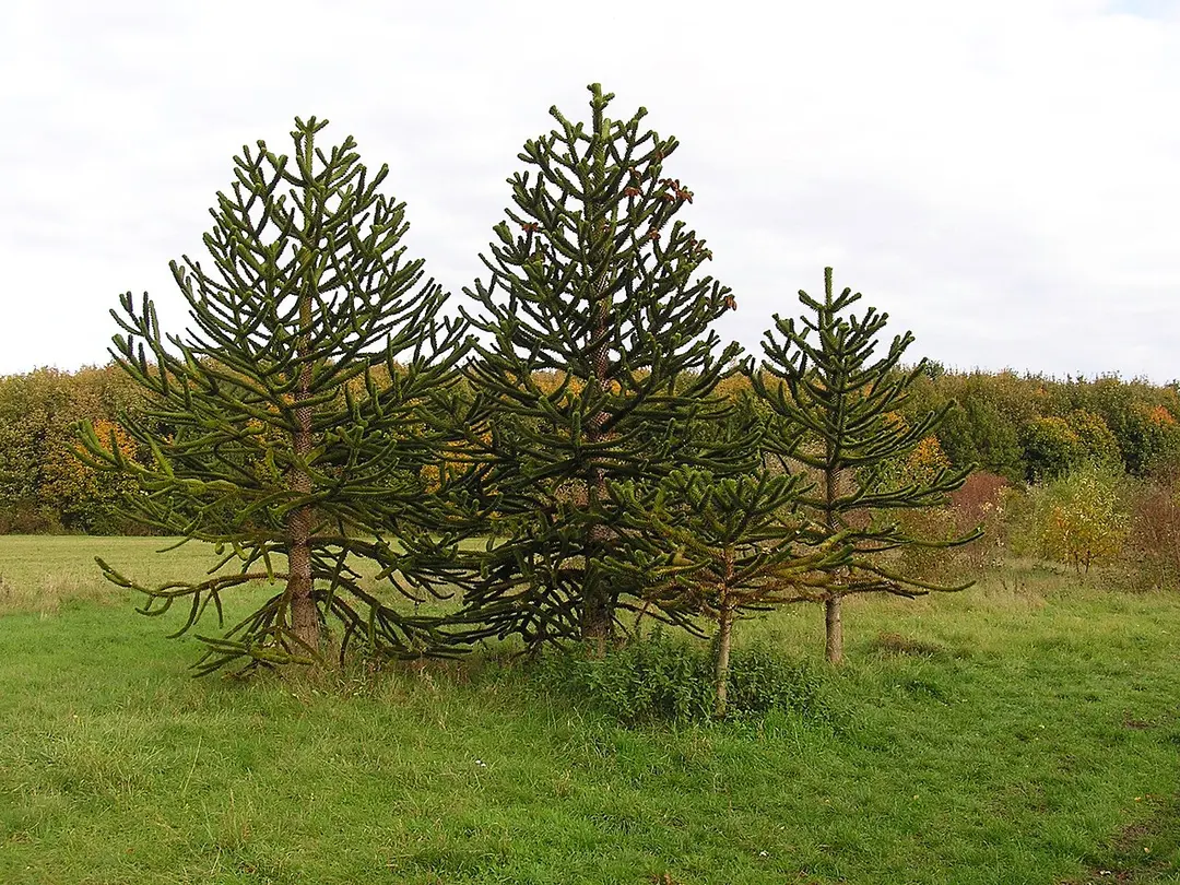Arboretum Main-Taunus