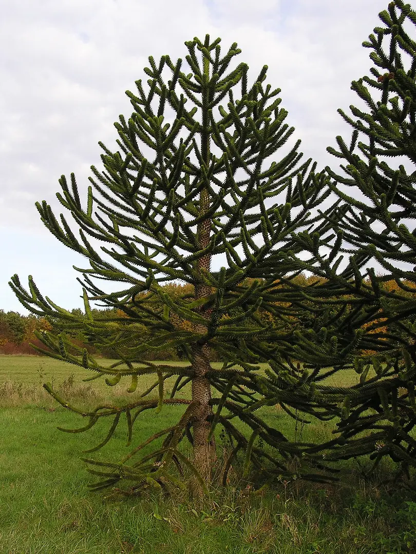 Arboretum Main-Taunus