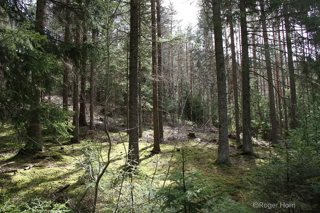 Tornbergets naturreservat