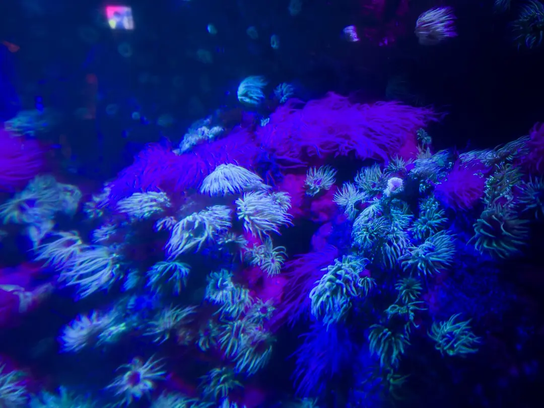 London Aquarium