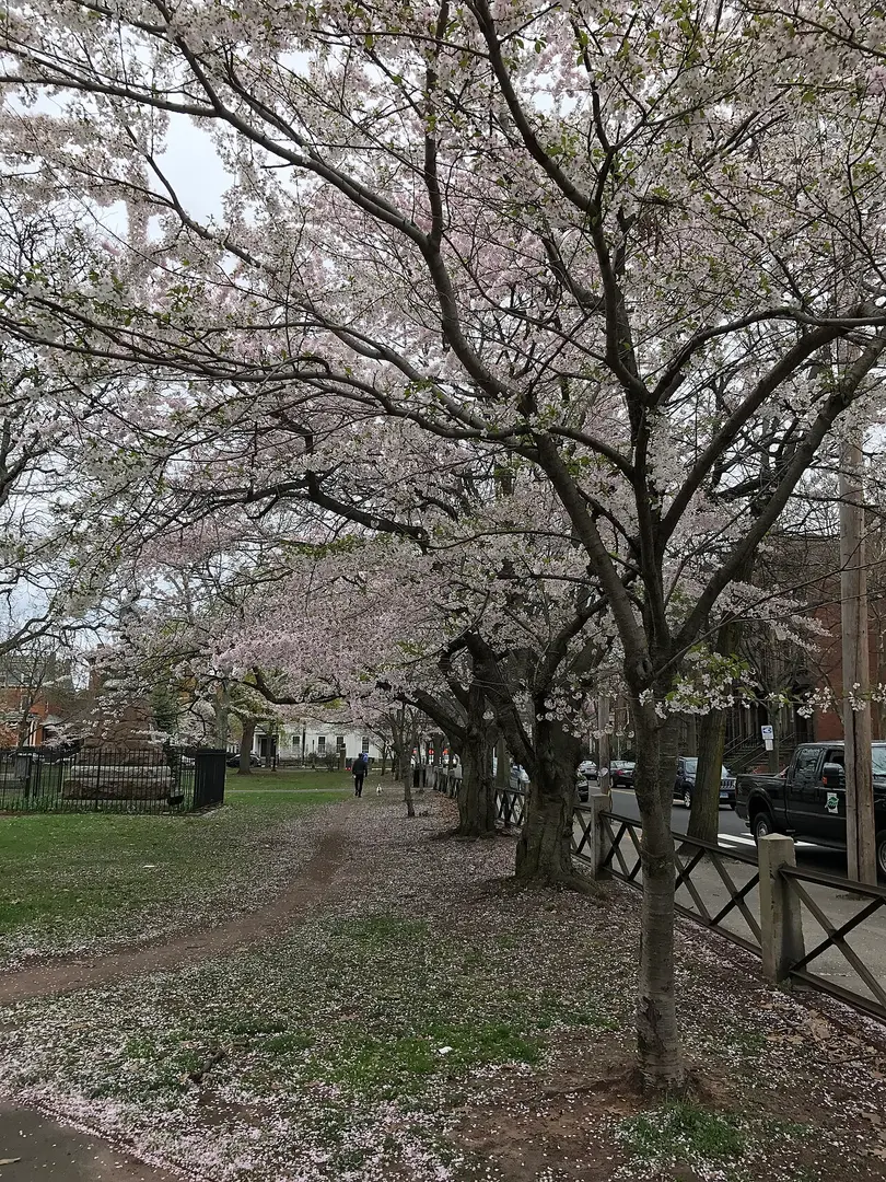 Wooster Square Historic District