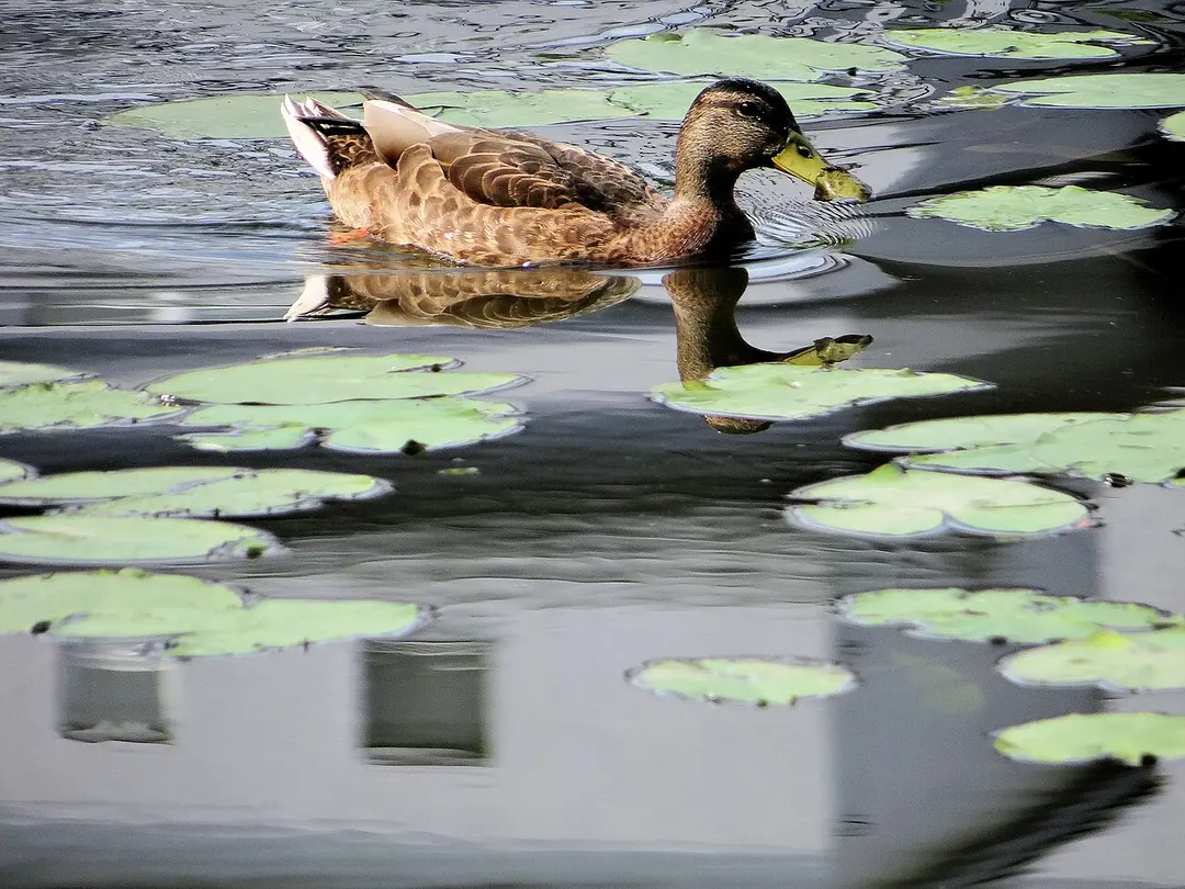 Kamionek Lake