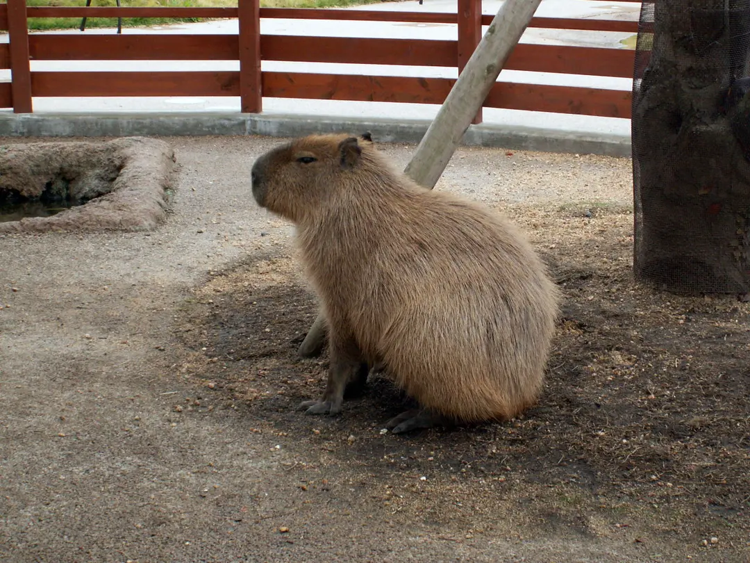 秋吉台自然動物公園サファリランド