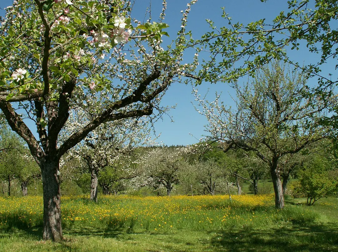 Botanischer Garten der Universität Ulm