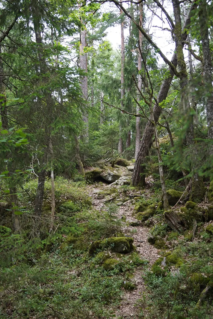 Bergsjöns naturreservat