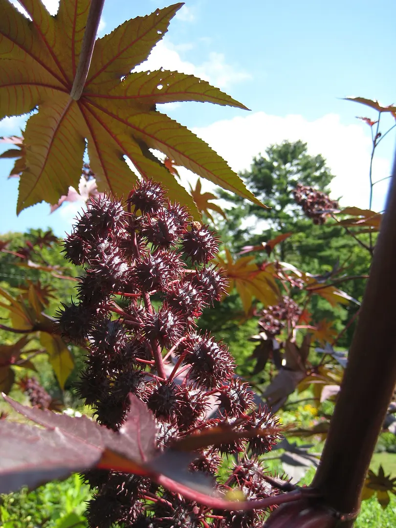 F.R. Newman Arboretum