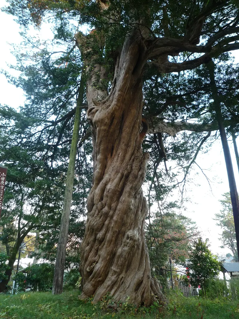 Odawara Castle Park