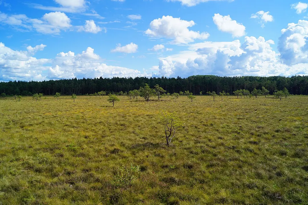 Rezerwat Torfowisko Pobłockie