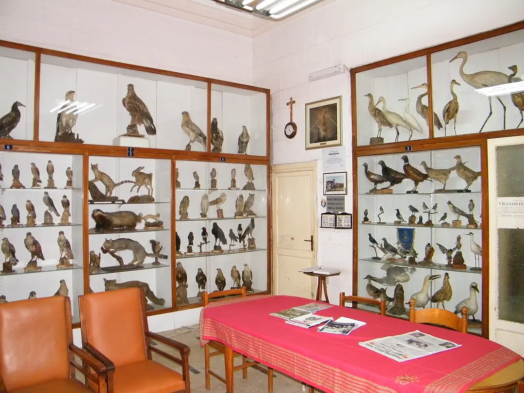 Museo ornitologico