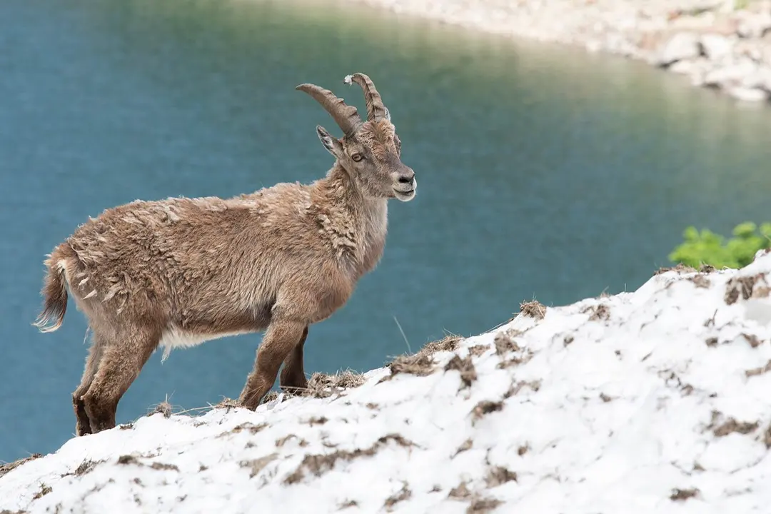 Naturpark der Seealpen