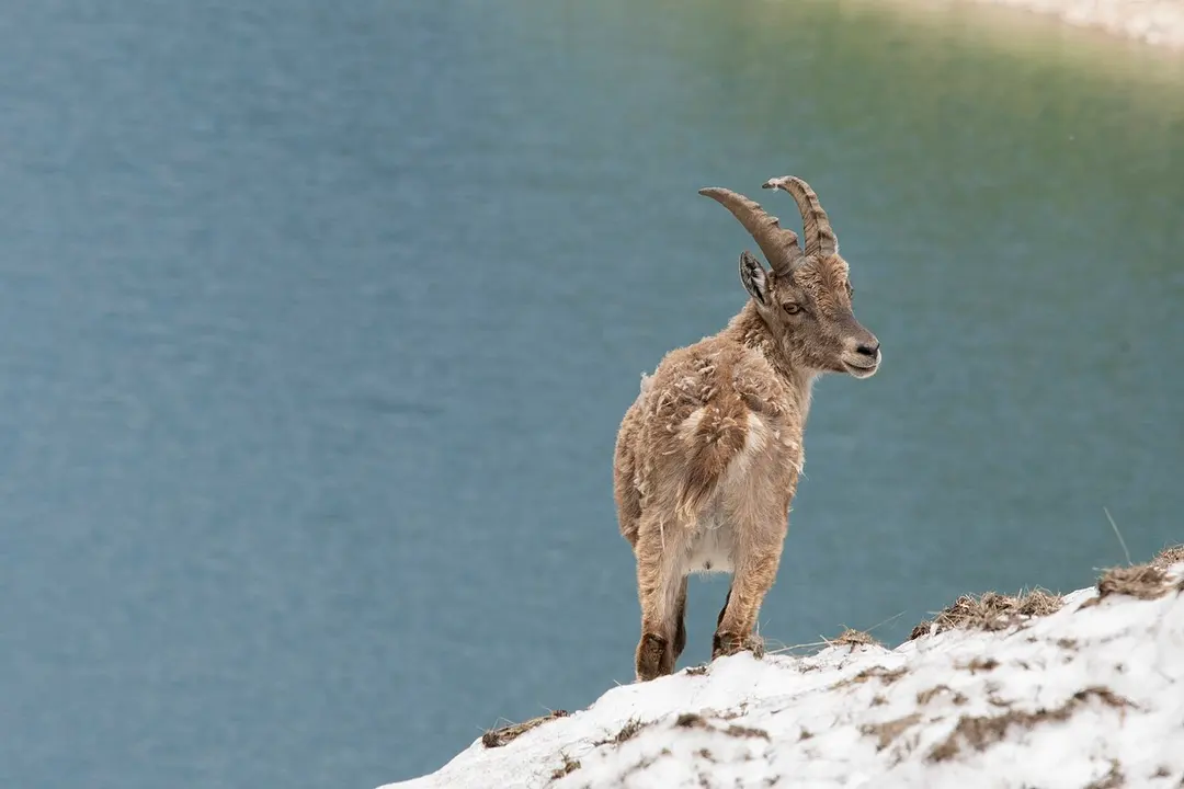 Naturpark der Seealpen