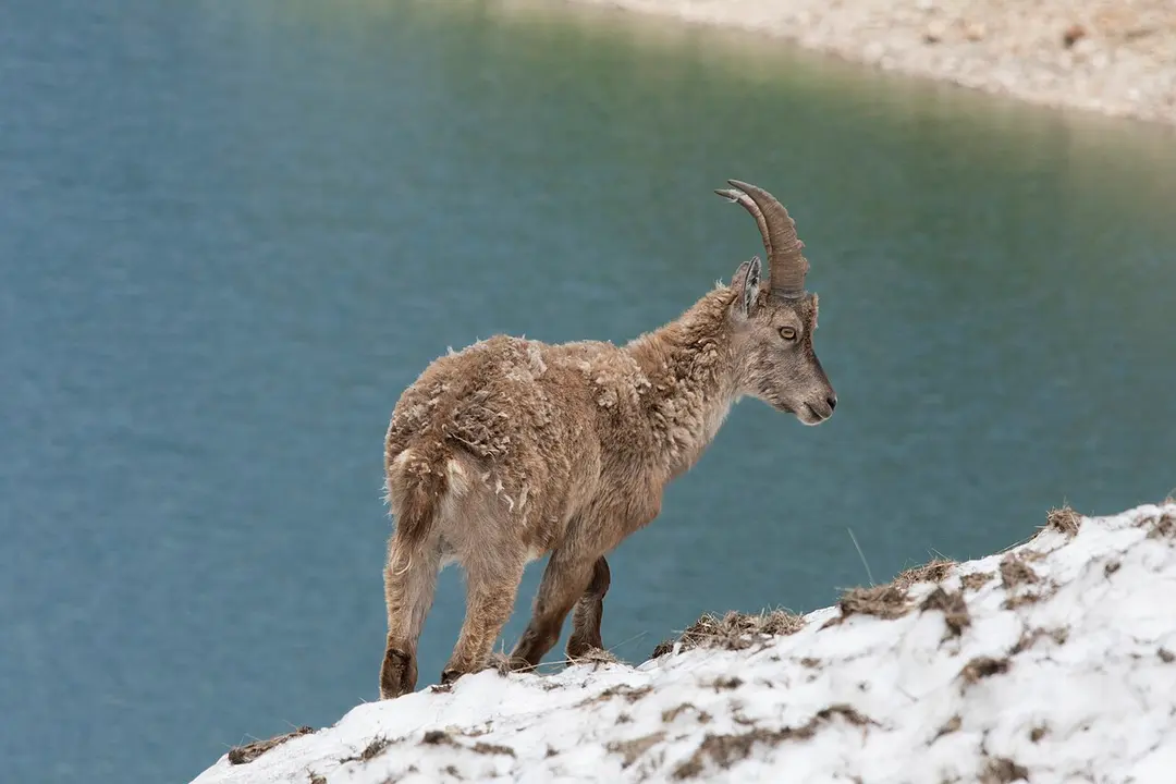 Naturpark der Seealpen