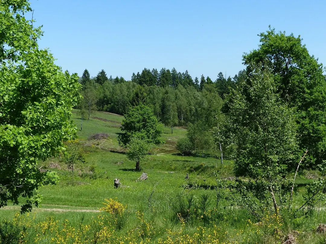 Heiden und Magerrasen Trupbach