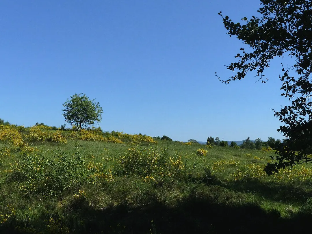 Heiden und Magerrasen Trupbach