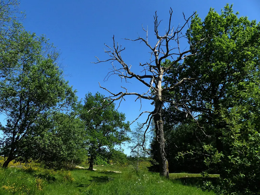Heiden und Magerrasen Trupbach