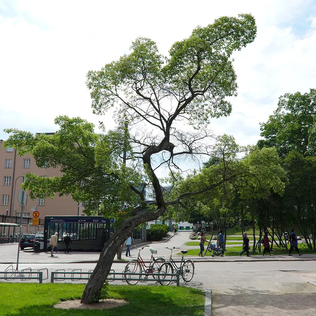 Kaisaniemi Park