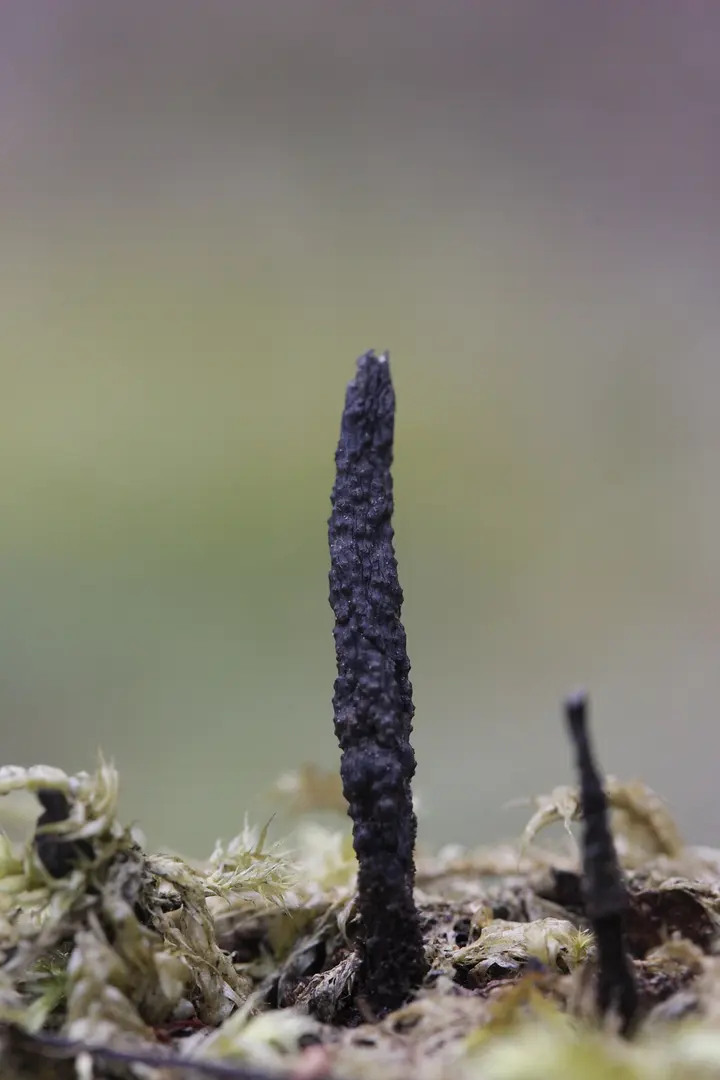 Gräfholz und Dachsberge
