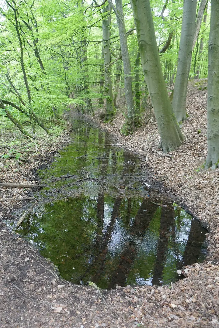 Sprungbach Oberlauf